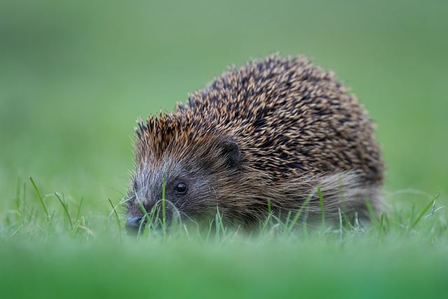 The Decline of Hedgehogs in the UK: How the North East of England Can Help Save Them