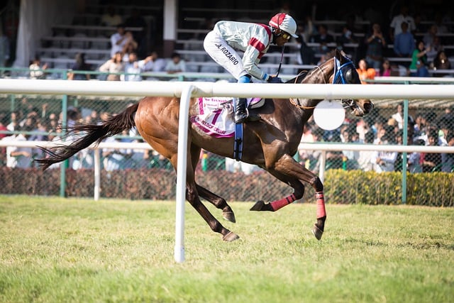 UK Horse Racing on Friday, 22nd November 2024: Meetings and Tips
