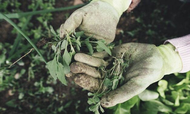 5 Tips for keeping your Garden Health when the weather gets cold