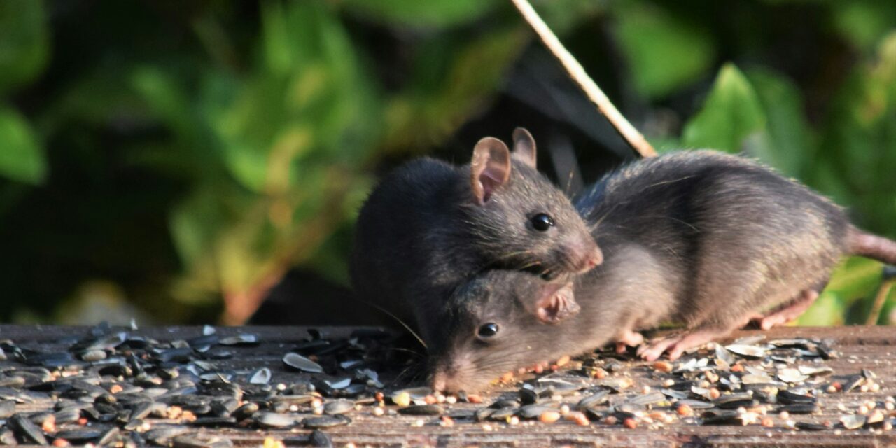 Do You Have Rats or Mice? Easiest Ways to Tell the Difference