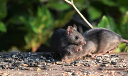 Do You Have Rats or Mice? Easiest Ways to Tell the Difference