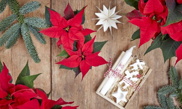 Poinsettias keep the Christmas Spirit Blooming