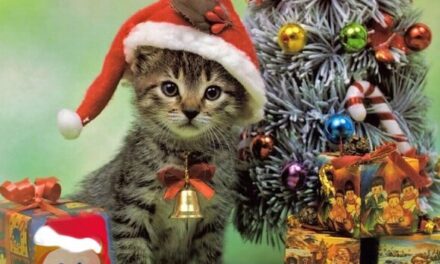 What to do on Christmas Eve?
