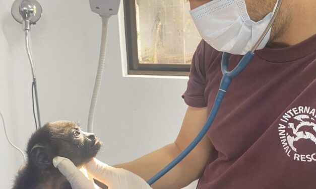 More ‘Pura Vida’ Less Electrocution  This World Monkey Day – International Animal Rescue Highlights the Urgent Action Needed to Halt Electrocutions of Costa Rica’s Endangered Howler Monkeys