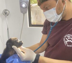 More ‘Pura Vida’ Less Electrocution This World Monkey Day – International Animal Rescue Highlights the Urgent Action Needed to Halt Electrocutions of Costa Rica’s Endangered Howler Monkeys