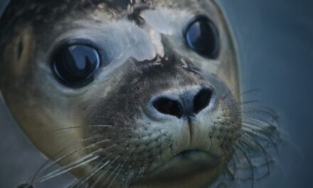 Witness the Wonders of Nature at the Donna Nook Grey Seal Colony