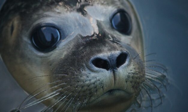 Witness the Wonders of Nature at the Donna Nook Grey Seal Colony