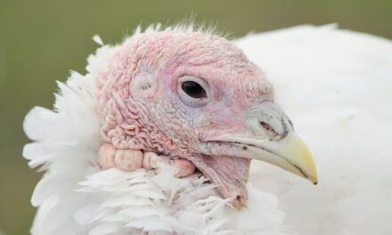 Why Turkey Became a Staple for Christmas Dinner