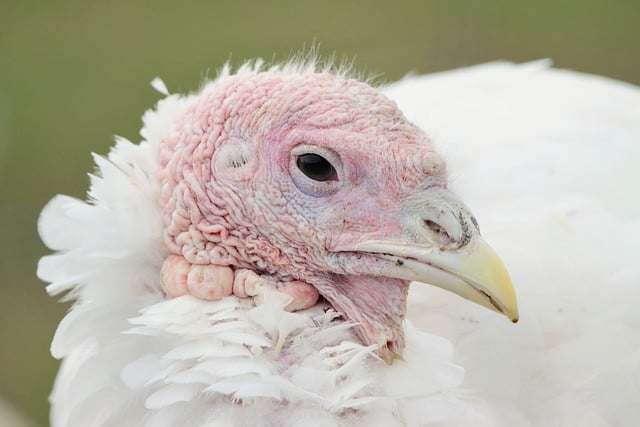 Why Turkey Became a Staple for Christmas Dinner