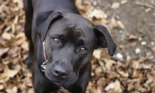 How to Keep Pets Calm During New Year’s Eve Celebrations