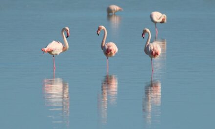 Flamingo Land Resort: A Thrilling Adventure for All Ages