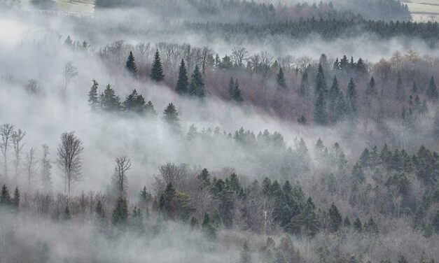 Driving in Foggy Weather: Tips for Staying Safe on the Road