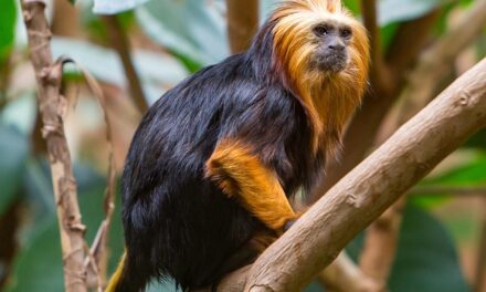 Chester Zoo to Launch Luxury Safari Lodges for Immersive Wildlife Experience