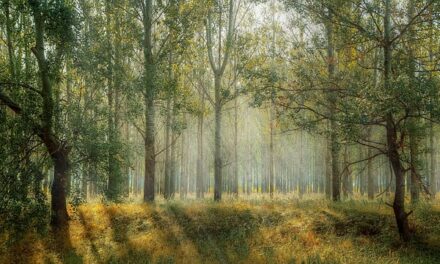 Exploring Grizedale Forest: Nature, Adventure, and Art in the Heart of the Lake District