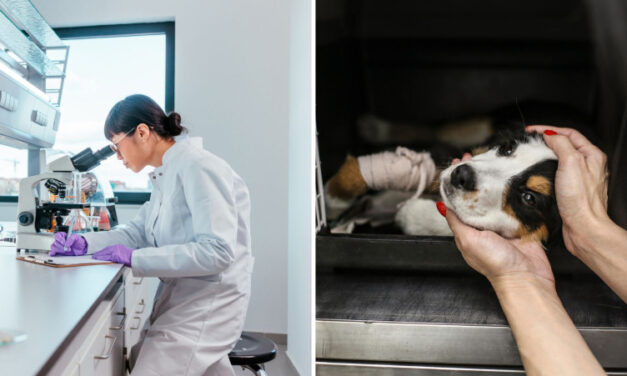 Health, environment and animal charities benefit most from local donors