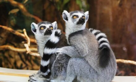 Hertfordshire Zoo: A Wildlife Wonderland in the Heart of England