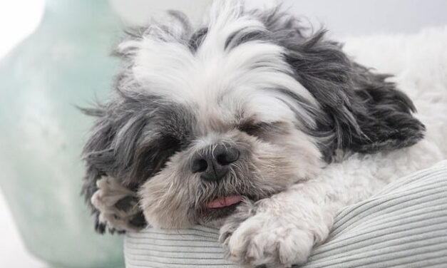 Celebrate National Pet Month 2025: Honoring the Companions Who Make Life Better