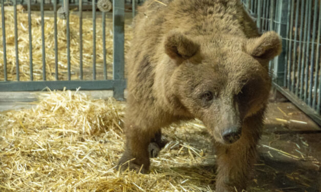 Bear Rescue – Family of bears rescued from residential home by torchlight
