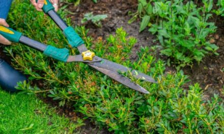 How to prune your Bloombux® in June/July