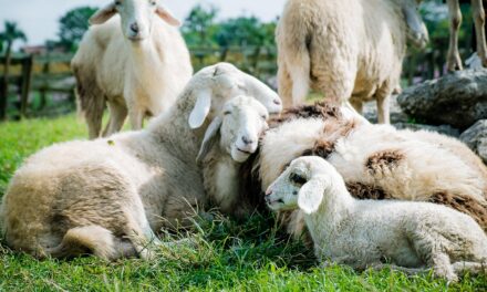 Clarkson’s Farm Season 4: New Ventures, New Faces, and a Personal Crisis at Diddly Squat
