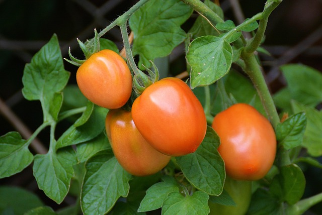 tomato photo