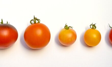 British Tomato Fortnight 2025: A Juicy Celebration of Homegrown Produce