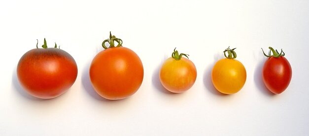 British Tomato Fortnight 2025: A Juicy Celebration of Homegrown Produce