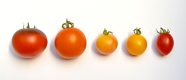 British Tomato Fortnight 2025: A Juicy Celebration of Homegrown Produce