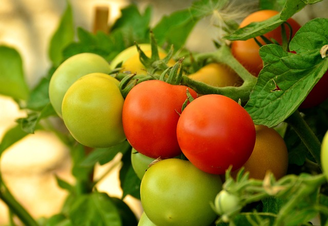 tomato photo