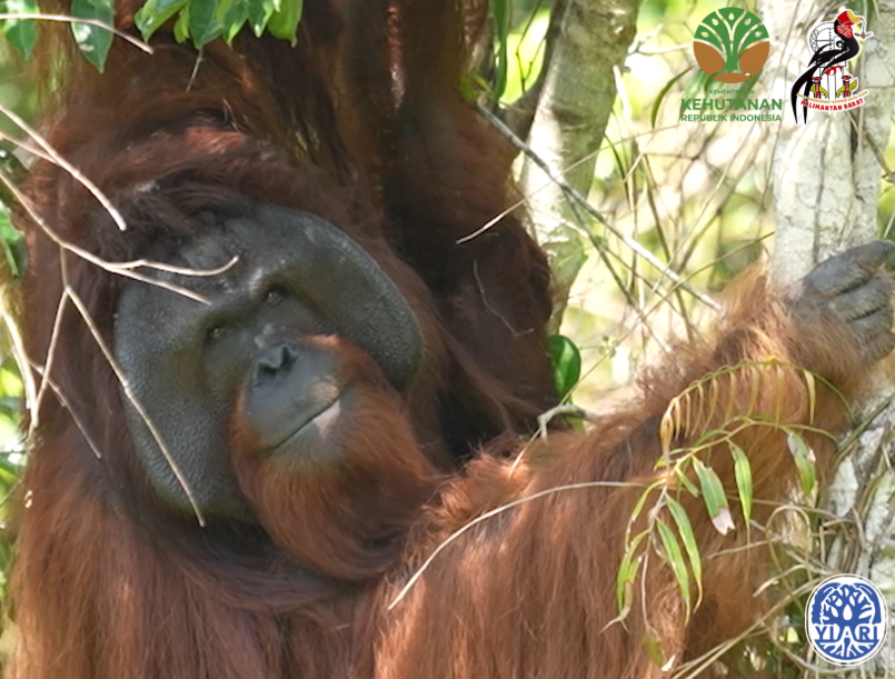 Freedom for JoJo – West Kalimantan Centre Gives Permanent Sanctuary to Orangutans Who Can’t Return to the Wild