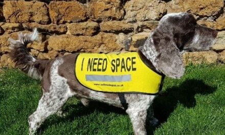 Celebrating Search and Rescue Dogs:  Remarkable Working Dogs Making a Difference