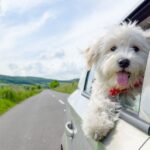 Four summer driving mistakes that could lead to fines and penalty points