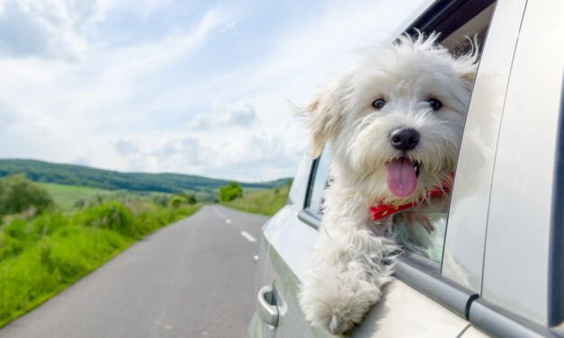 Four summer driving mistakes that could lead to fines and penalty points